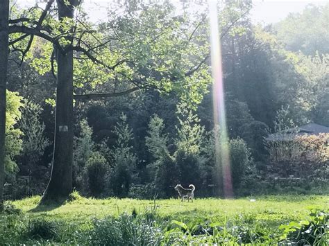 Il Parco Botanico di Guiyang: Una Giungla Incantata nel Cuore della Città!